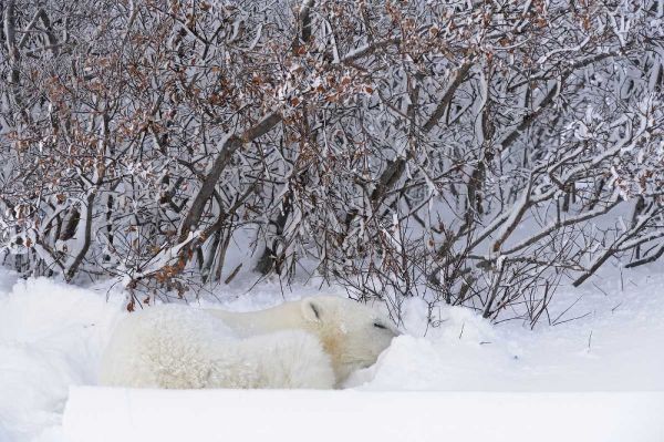 Canada, Churchill Polar bear sleeping in snow